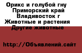 Орикс и голубой гну. - Приморский край, Владивосток г. Животные и растения » Другие животные   